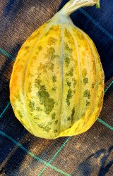 melon d alger2